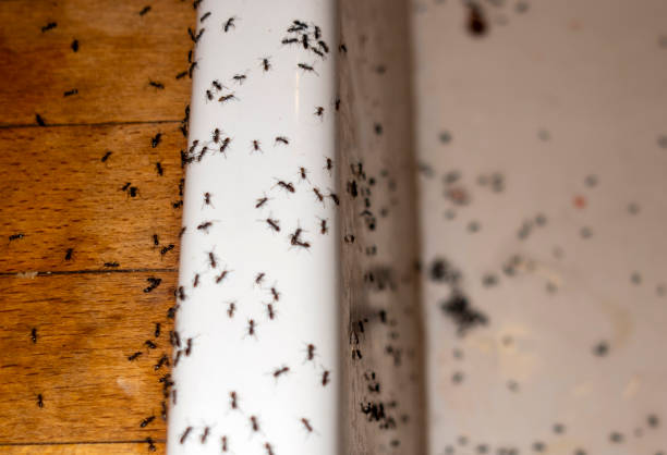Best Ant Control Services  in Cressona, PA